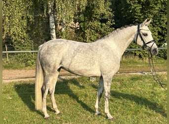 Más ponis/caballos pequeños, Yegua, 7 años, 146 cm, Tordo rodado