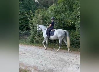 Más ponis/caballos pequeños, Yegua, 7 años, 146 cm, Tordo rodado