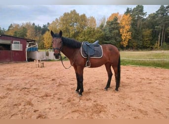 Más ponis/caballos pequeños Mestizo, Yegua, 7 años, 148 cm, Castaño