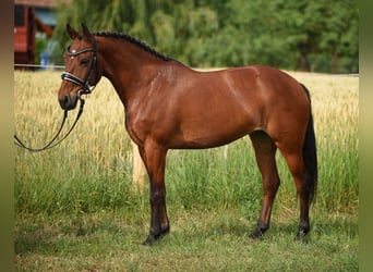 Más ponis/caballos pequeños, Yegua, 7 años, 148 cm, Castaño claro