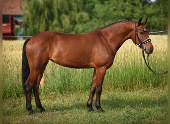 Más ponis/caballos pequeños, Yegua, 7 años, 148 cm, Castaño claro