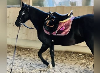 Más ponis/caballos pequeños, Yegua, 7 años, 148 cm, Negro