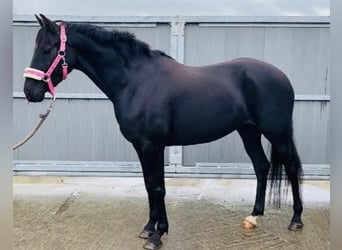 Más ponis/caballos pequeños, Yegua, 7 años, 148 cm, Negro