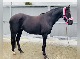 Más ponis/caballos pequeños, Yegua, 7 años, 148 cm, Negro