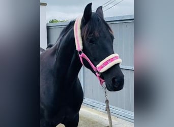 Más ponis/caballos pequeños, Yegua, 7 años, 148 cm, Negro