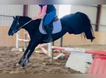 Más ponis/caballos pequeños, Yegua, 7 años, 148 cm, Negro