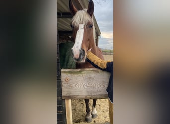 Más ponis/caballos pequeños, Yegua, 7 años, 150 cm, Alazán