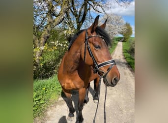 Más ponis/caballos pequeños, Yegua, 7 años, 153 cm, Castaño oscuro