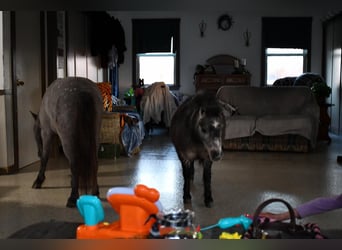 Más ponis/caballos pequeños, Yegua, 7 años, 81 cm, Ruano azulado