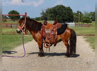 Más ponis/caballos pequeños, Yegua, 7 años, 84 cm, Castaño rojizo