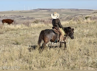 Más ponis/caballos pequeños, Yegua, 7 años, 99 cm, Ruano azulado