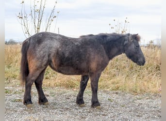 Más ponis/caballos pequeños, Yegua, 7 años, 99 cm, Ruano azulado