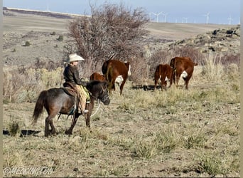 Más ponis/caballos pequeños, Yegua, 7 años, 99 cm, Ruano azulado