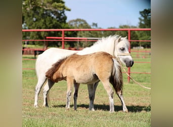 Más ponis/caballos pequeños, Yegua, 7 años, Tordo