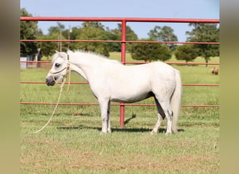 Más ponis/caballos pequeños, Yegua, 7 años, Tordo