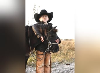 Más ponis/caballos pequeños, Yegua, 8 años, 109 cm, Negro