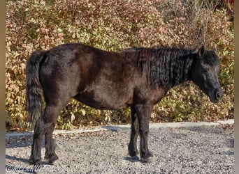 Más ponis/caballos pequeños, Yegua, 8 años, 109 cm, Negro