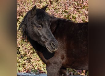 Más ponis/caballos pequeños, Yegua, 8 años, 109 cm, Negro