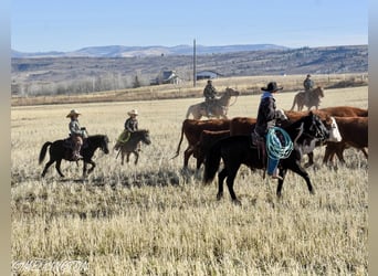 Más ponis/caballos pequeños, Yegua, 8 años, 109 cm, Negro