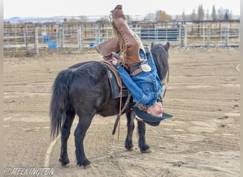 Más ponis/caballos pequeños, Yegua, 8 años, 109 cm, Negro