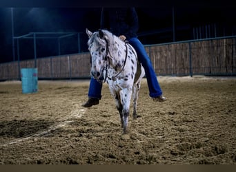 Más ponis/caballos pequeños, Yegua, 8 años, 112 cm, Atigrado/Moteado