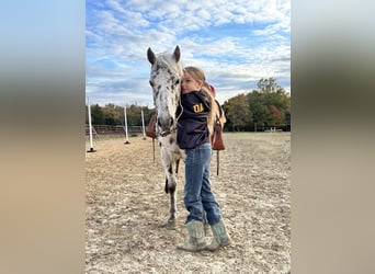 Más ponis/caballos pequeños, Yegua, 8 años, 112 cm, Atigrado/Moteado