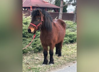 Más ponis/caballos pequeños, Yegua, 8 años, 115 cm, Castaño