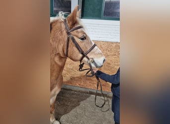 Más ponis/caballos pequeños, Yegua, 8 años, 142 cm, Alazán