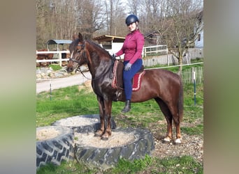 Más ponis/caballos pequeños, Yegua, 8 años, 145 cm, Alazán-tostado