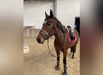 Más ponis/caballos pequeños, Yegua, 8 años, 146 cm, Castaño