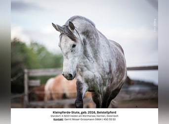 Más ponis/caballos pequeños, Yegua, 8 años, 146 cm, Tordo
