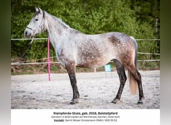 Más ponis/caballos pequeños, Yegua, 8 años, 146 cm, Tordo