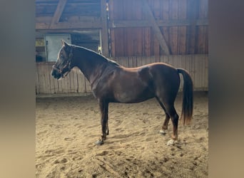 Más ponis/caballos pequeños Mestizo, Yegua, 8 años, 147 cm, Alazán-tostado