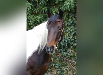 Más ponis/caballos pequeños, Yegua, 8 años, 147 cm, Pío