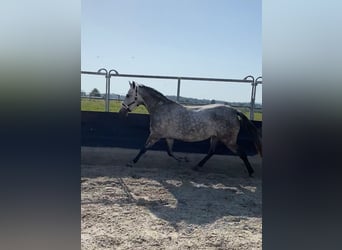 Más ponis/caballos pequeños, Yegua, 8 años, 147 cm, Tordo