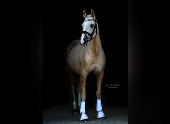 Más ponis/caballos pequeños, Yegua, 8 años, 148 cm