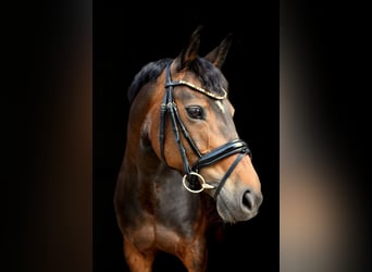 Más ponis/caballos pequeños, Yegua, 8 años, 148 cm, Castaño