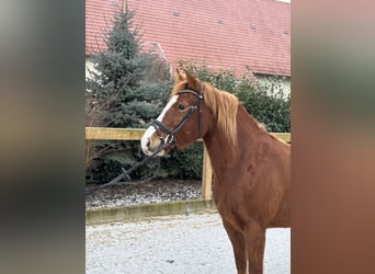 Más ponis/caballos pequeños, Yegua, 8 años, 150 cm, Alazán-tostado