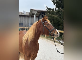 Más ponis/caballos pequeños, Yegua, 8 años, 150 cm, Alazán-tostado