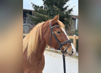 Más ponis/caballos pequeños, Yegua, 8 años, 150 cm, Alazán-tostado