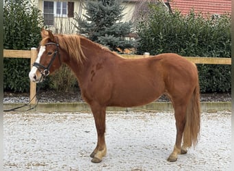 Más ponis/caballos pequeños, Yegua, 8 años, 150 cm, Alazán-tostado