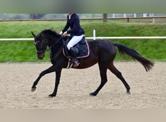 Más ponis/caballos pequeños, Yegua, 8 años, 150 cm, Castaño oscuro