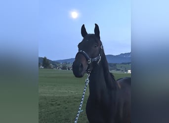 Más ponis/caballos pequeños, Yegua, 8 años, 150 cm, Castaño oscuro