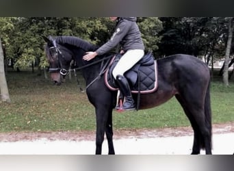 Más ponis/caballos pequeños, Yegua, 8 años, 150 cm, Castaño oscuro