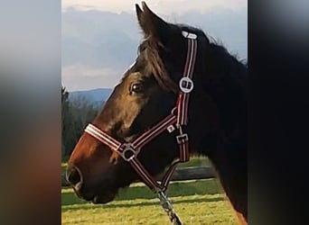 Más ponis/caballos pequeños, Yegua, 8 años, 150 cm, Castaño oscuro