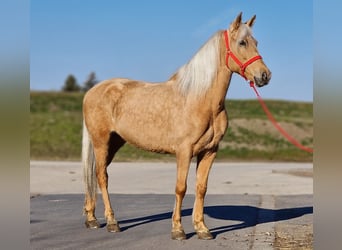 Más ponis/caballos pequeños, Yegua, 8 años, 150 cm, Palomino