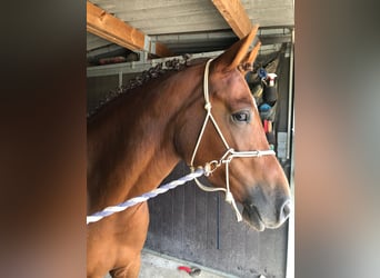 Más ponis/caballos pequeños Mestizo, Yegua, 8 años, 151 cm, Alazán