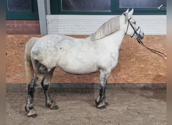 Más ponis/caballos pequeños, Yegua, 8 años, 153 cm, Tordo