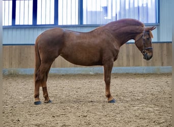 Más ponis/caballos pequeños, Yegua, 8 años, 155 cm, Alazán