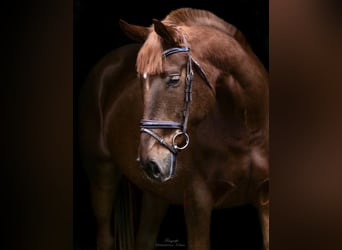 Más ponis/caballos pequeños, Yegua, 8 años, 155 cm, Alazán